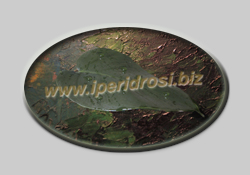 il logo del sito: l'iperidrosi è la rugiada che umetta le tenere foglie